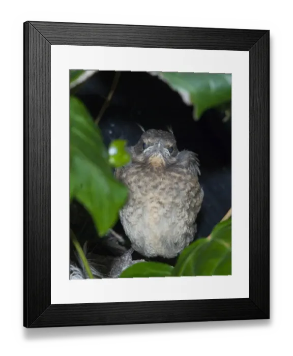 Framed Print : Fledgling Blackbird Turdus merula standing on edge of nest in garden UK spring
