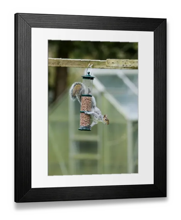 Framed Print : Grey Squirrel on nut feeder in garden Kent UK Framed Print : Grey Squirrel on nut feeder in garden Kent UK