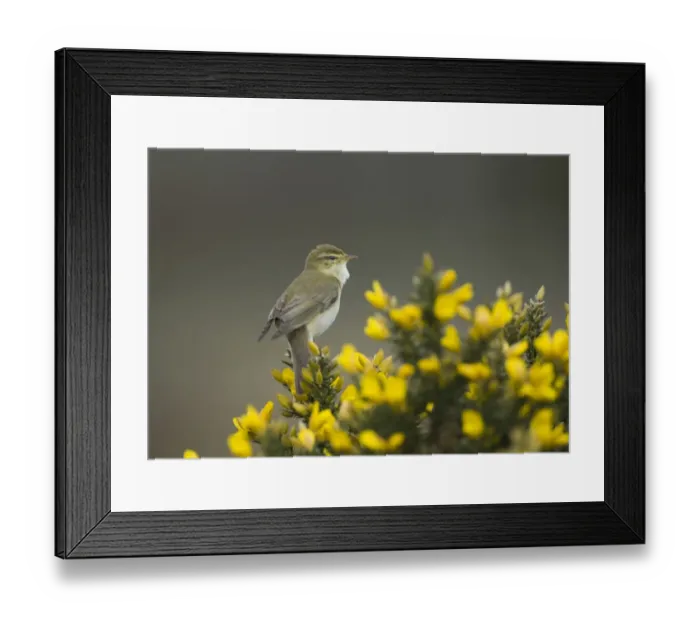 Framed Print : Willow Warbler Phylloscopus trochilus Northumberland spring