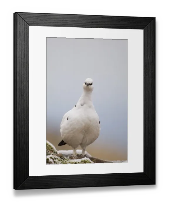 Framed Print : Ptarmigan Lagopus mutus female Scottish Highlands winter Framed Print : Ptarmigan Lagopus mutus female Scottish Highlands winter