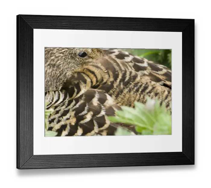 Framed Print : Eider Somateria mollissima female on nest Inner Farne Farne Islands Northumberland April