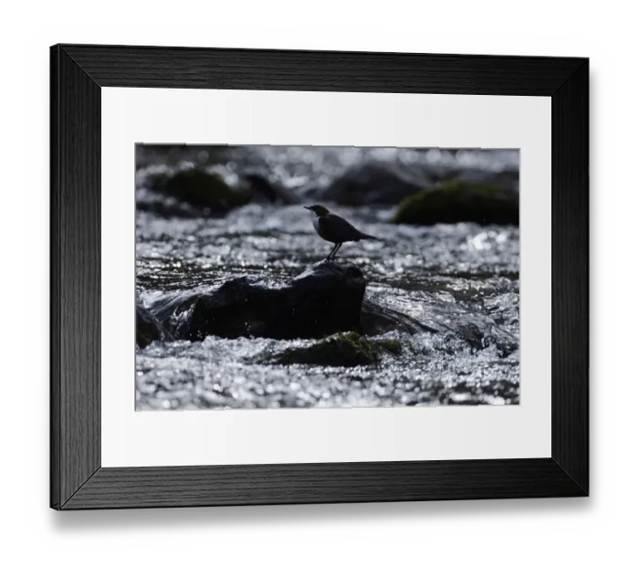 Framed Print : Dipper Cinclus cinclus Northumberland winter Framed Print : Dipper Cinclus cinclus Northumberland winter