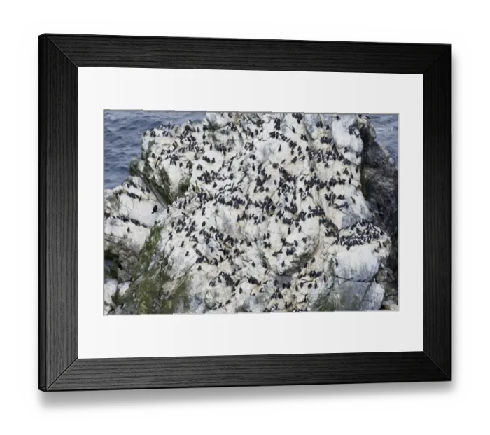 Framed Print : Guilemots Uria aalge on sea stack Sumburgh Head RSPB Res Shetland summer Framed Print : Guilemots Uria aalge on sea stack Sumburgh Head RSPB Res Shetland summer