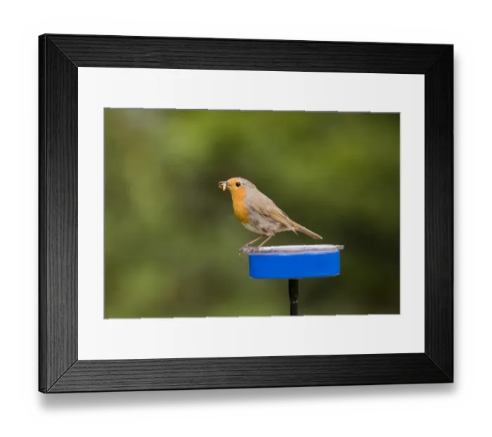 Framed Print : Robin Erithacus rubecula at meal worm feeder in garden Kent Framed Print : Robin Erithacus rubecula at meal worm feeder in garden Kent