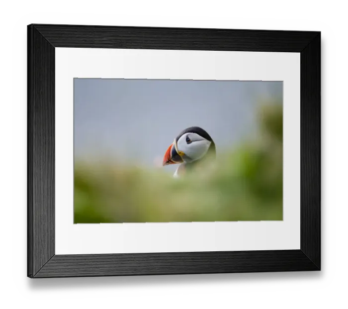 Framed Print : Puffin Fratercula artica Sumburgh Head RSPB Res Shetland June