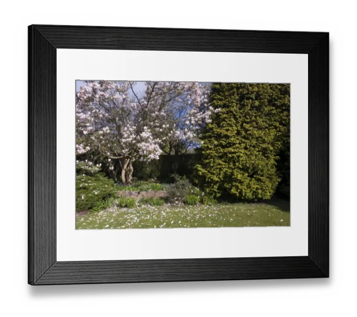 Framed Print : Suburban garden in spring Kent Framed Print : Suburban garden in spring Kent