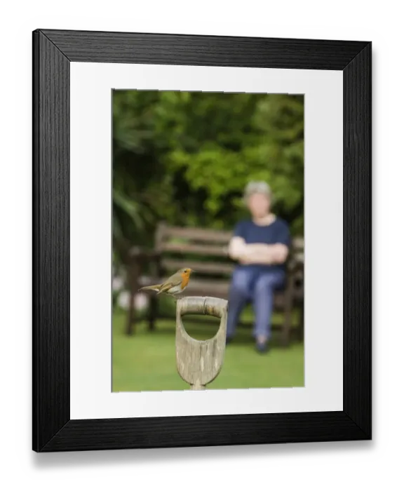Framed Print : Robin Erithacus rubecula perched on fork handle in garden Kent UK spring Framed Print : Robin Erithacus rubecula perched on fork handle in garden Kent UK spring