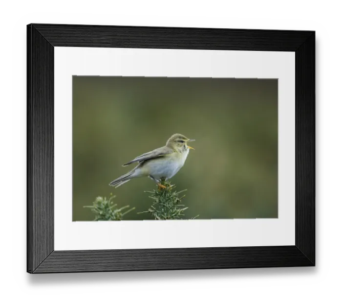 Framed Print : Willow Warbler Phylloscopus trochilus Northumberland spring Framed Print : Willow Warbler Phylloscopus trochilus Northumberland spring