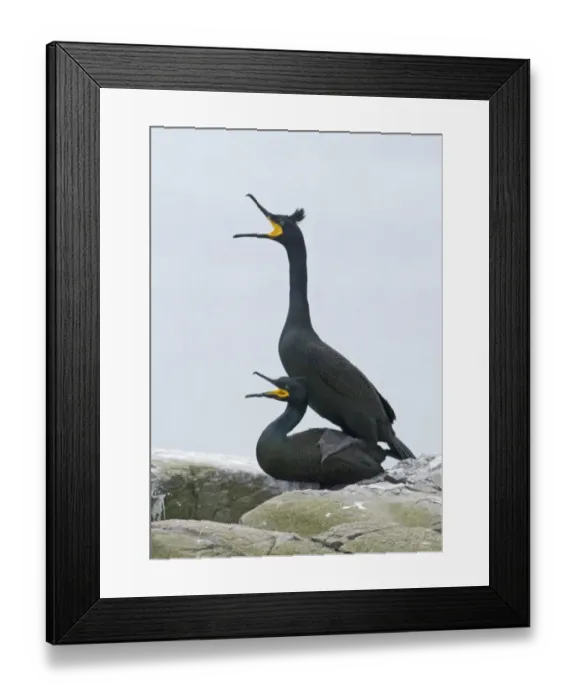 Framed Print : Shag Phalacrocorax aristotelis pair mating Inner Farne Farne Islands Northumberland June Framed Print : Shag Phalacrocorax aristotelis pair mating Inner Farne Farne Islands Northumberland June