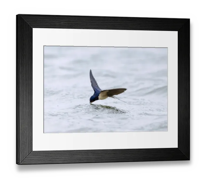 Framed Print : Swallow Hirundo rustica drinking Northumberland UK May Framed Print : Swallow Hirundo rustica drinking Northumberland UK May