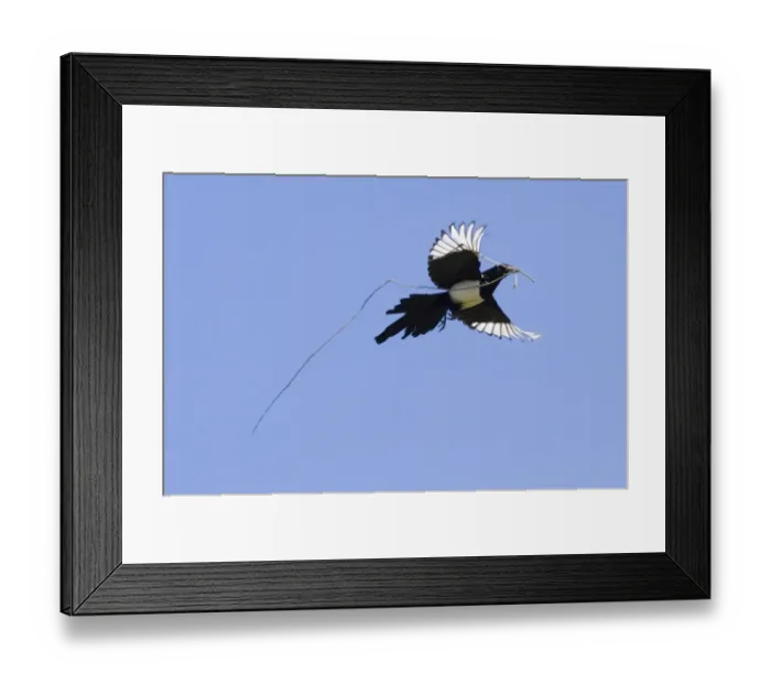Framed Print : Magpie Pica pica carrying nest material UK spring Framed Print : Magpie Pica pica carrying nest material UK spring