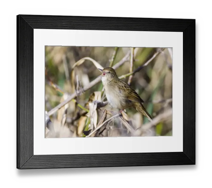 Framed Print : Grasshopper Warbler Locustella naevia reeling Northumberland May