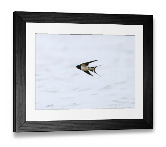 Framed Print : Swallow Hirundo rustica Northumberland UK May Framed Print : Swallow Hirundo rustica Northumberland UK May