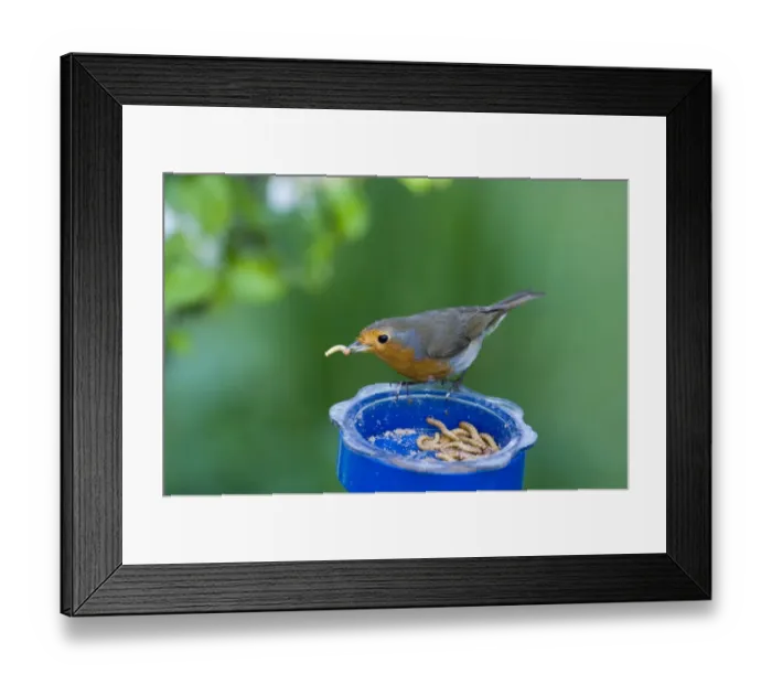 Framed Print : Robin Erithacus rubecula at mealworm feeder in garden UK Framed Print : Robin Erithacus rubecula at mealworm feeder in garden UK
