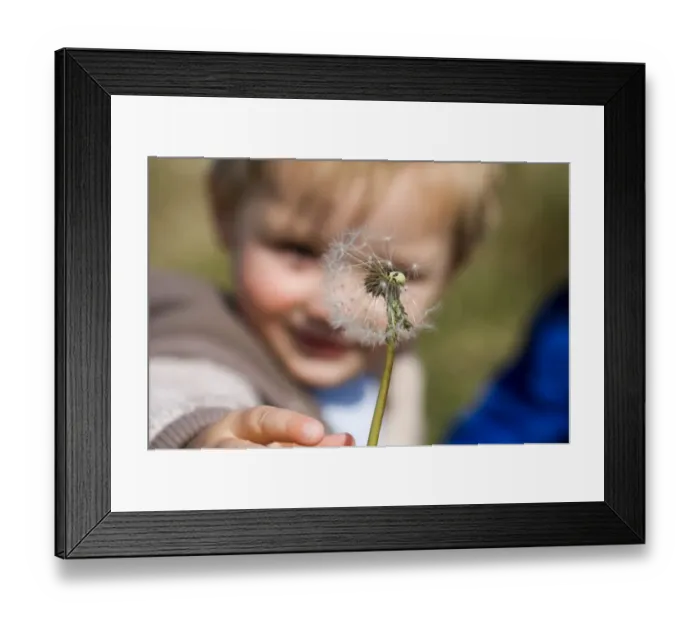 Framed Print : young boy reaching out for dandelion seed head Northumberland spring Framed Print : young boy reaching out for dandelion seed head Northumberland spring