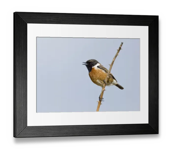 Framed Print : Stonechat Saxicola torquata male in song Northumberland spring Framed Print : Stonechat Saxicola torquata male in song Northumberland spring
