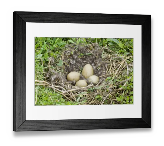 Framed Print : Eider Smateria mollissima nest and eggs on nest Inner Farne Farne Islands Northumberland Framed Print : Eider Smateria mollissima nest and eggs on nest Inner Farne Farne Islands Northumberland