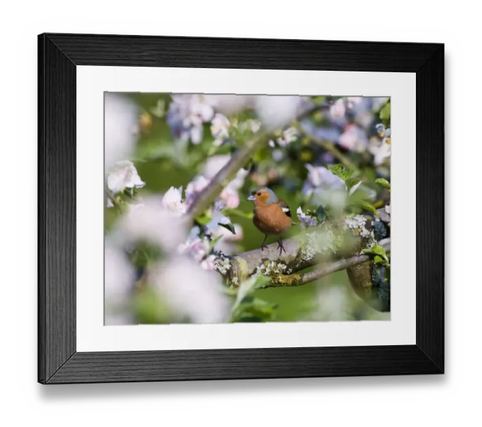 Framed Print : Chaffinch Fringilla coelebs male in orchard may kent Framed Print : Chaffinch Fringilla coelebs male in orchard may kent