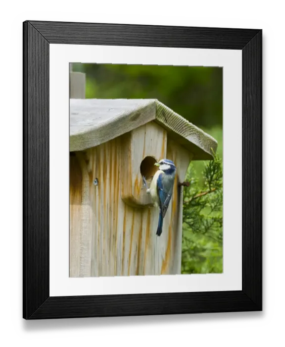 Framed Print : Blue Tit at nest box Kent summer Framed Print : Blue Tit at nest box Kent summer