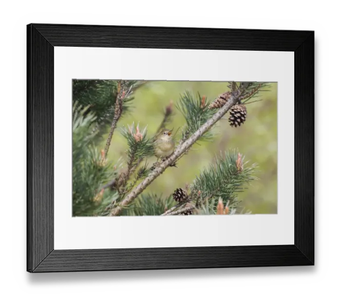 Framed Print : Grasshopper Warbler Locustella naevia reeling Northumberland May