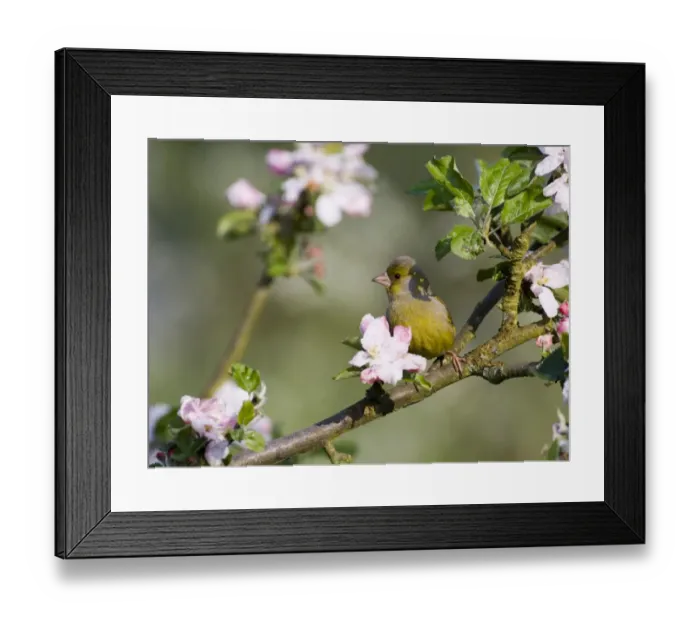 Framed Print : Greenfinch Carduelis chloris amongst apple blossom Kent May Framed Print : Greenfinch Carduelis chloris amongst apple blossom Kent May