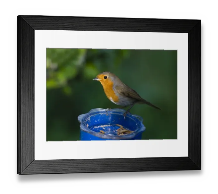Framed Print : Robin Erithacus rubecula at mealworm feeder in garden UK Framed Print : Robin Erithacus rubecula at mealworm feeder in garden UK
