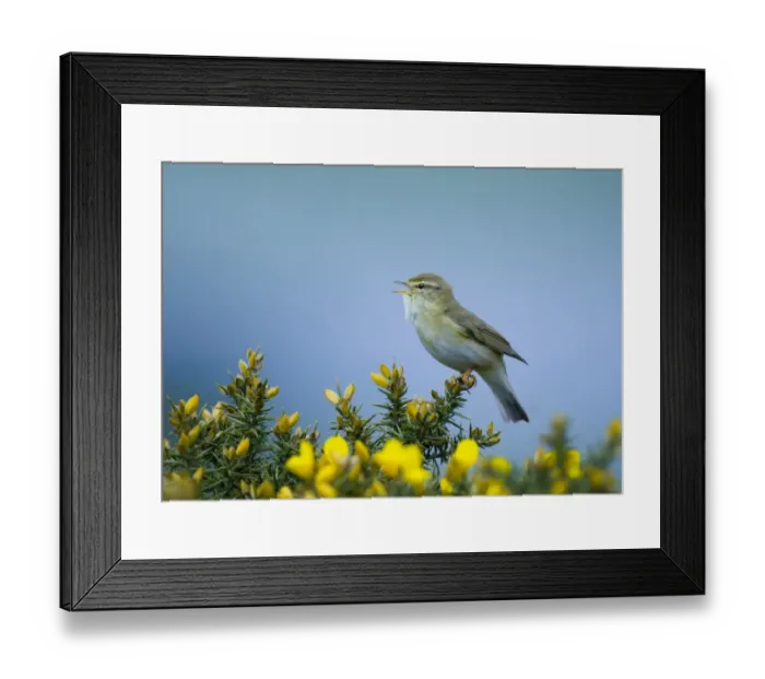 Framed Print : Willow Warbler Phylloscopus trochilus in song Northumberland spring Framed Print : Willow Warbler Phylloscopus trochilus in song Northumberland spring
