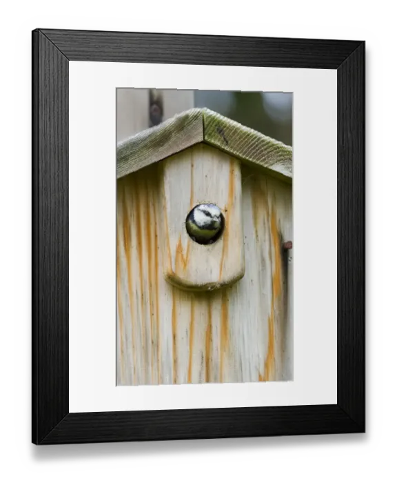 Framed Print : Blue Tit peeping from nest box Kent summer Framed Print : Blue Tit peeping from nest box Kent summer