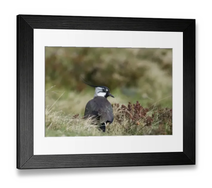 Framed Print : Lapwing Vanellus vanellus Northumberland spring Framed Print : Lapwing Vanellus vanellus Northumberland spring