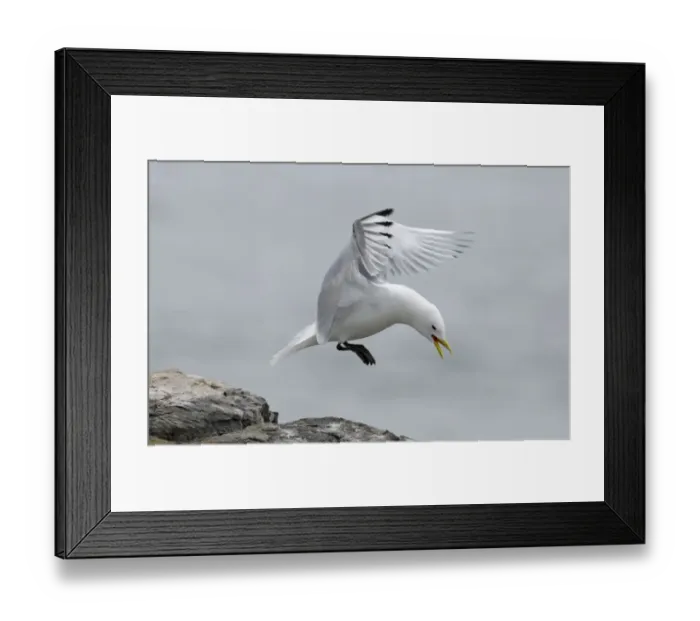 Framed Print : Kittiwake Rissa tridactyla coming in to land Inner Farne farne Islands Northumberland
