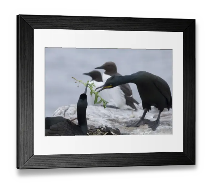 Framed Print : Shag Phalacrocorax aristotelis passing nesting material on nest Inner Farne Farne Framed Print : Shag Phalacrocorax aristotelis passing nesting material on nest Inner Farne Farne
