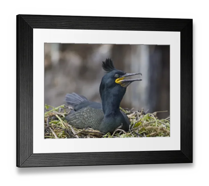 Framed Print : Shag Phalacrocorax aristotelis on nest Inner Farne Farne Islands Northumberland June Framed Print : Shag Phalacrocorax aristotelis on nest Inner Farne Farne Islands Northumberland June