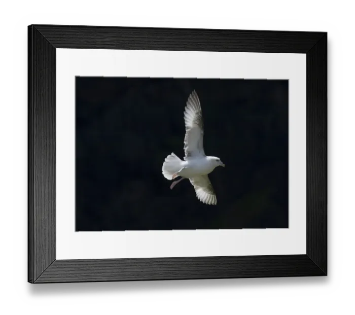 Framed Print : Fulmar Fulmarus glacialis Shetland June Framed Print : Fulmar Fulmarus glacialis Shetland June