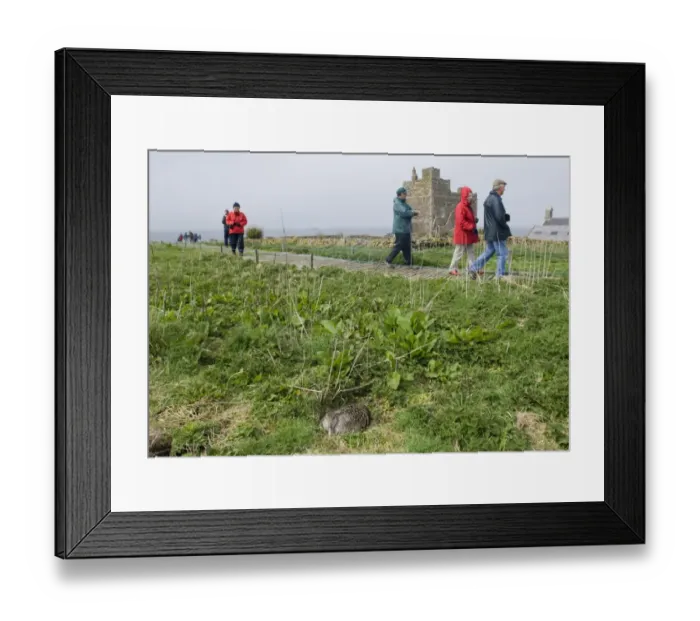 Framed Print : Eider Smateria mollissima female on nest Inner Farne Farne Islands Northumberland April Framed Print : Eider Smateria mollissima female on nest Inner Farne Farne Islands Northumberland April