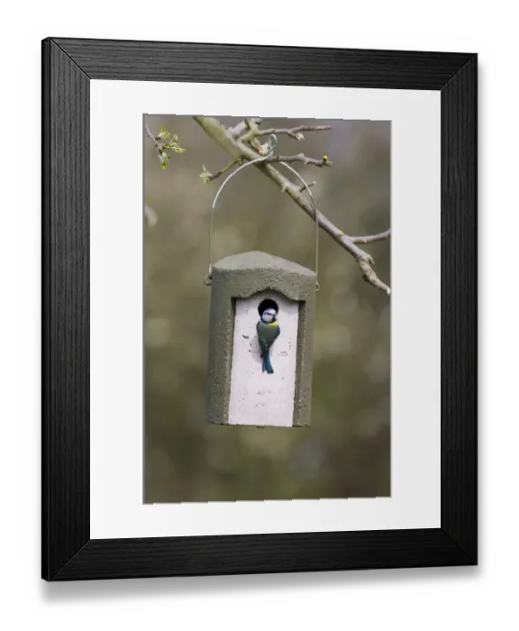 Framed Print : Blue Tit Parus caeruleus at woodcrete nest box Kent spring Framed Print : Blue Tit Parus caeruleus at woodcrete nest box Kent spring