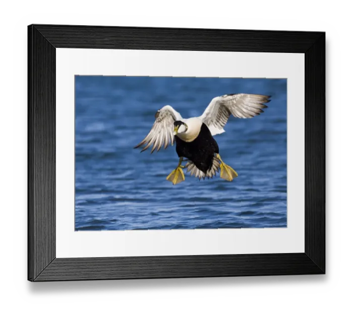 Framed Print : Eider Mollissima somateria drake Northumberland March Framed Print : Eider Mollissima somateria drake Northumberland March