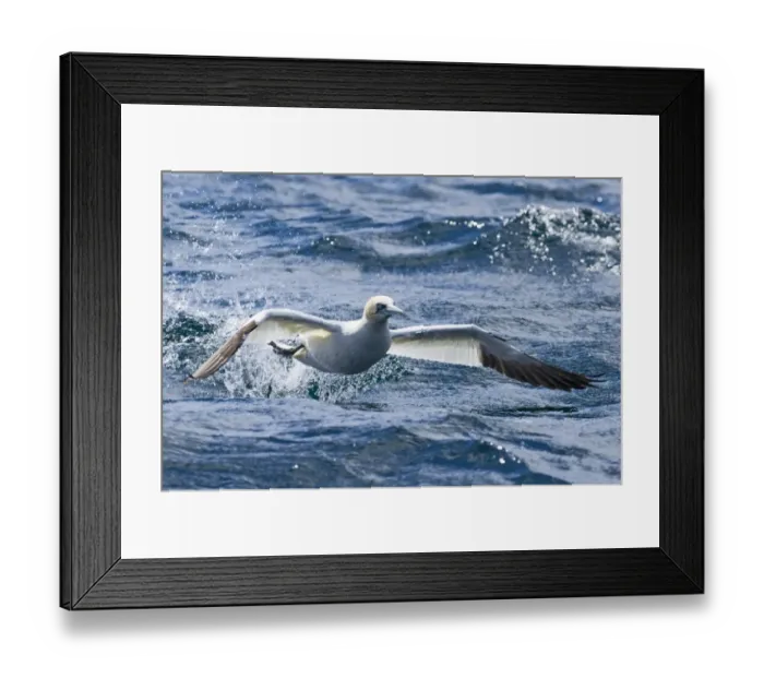 Framed Print : Gannet Sula bassana taking off from sea Noss Shetland summer