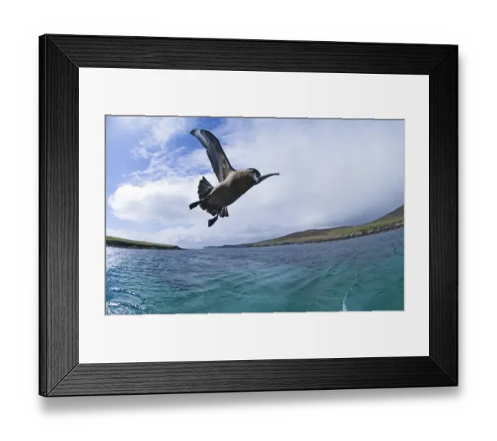 Framed Print : Great Skua Stercorarius skua with island of Bressay in background Shetland June Framed Print : Great Skua Stercorarius skua with island of Bressay in background Shetland June