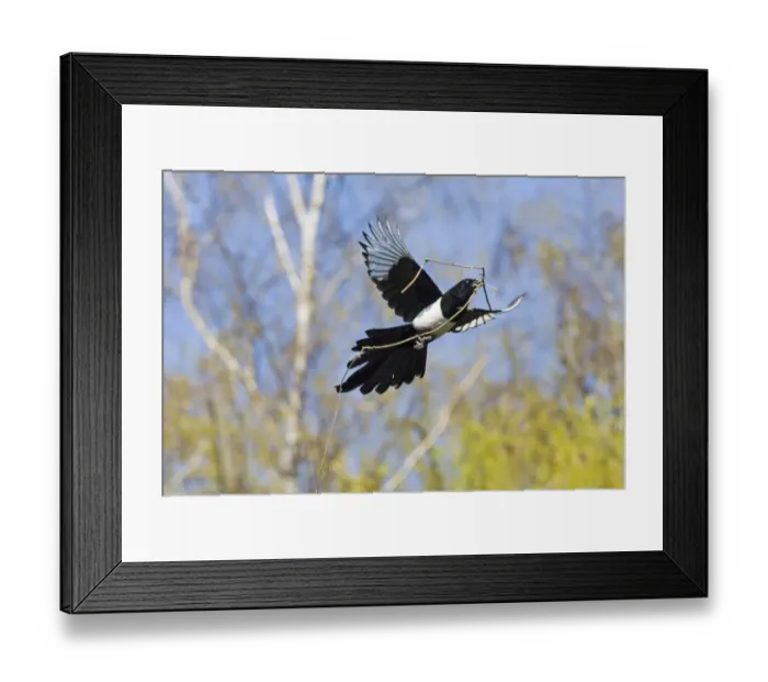 Framed Print : Magpie Pica pica carrying nest material Kent spring Framed Print : Magpie Pica pica carrying nest material Kent spring