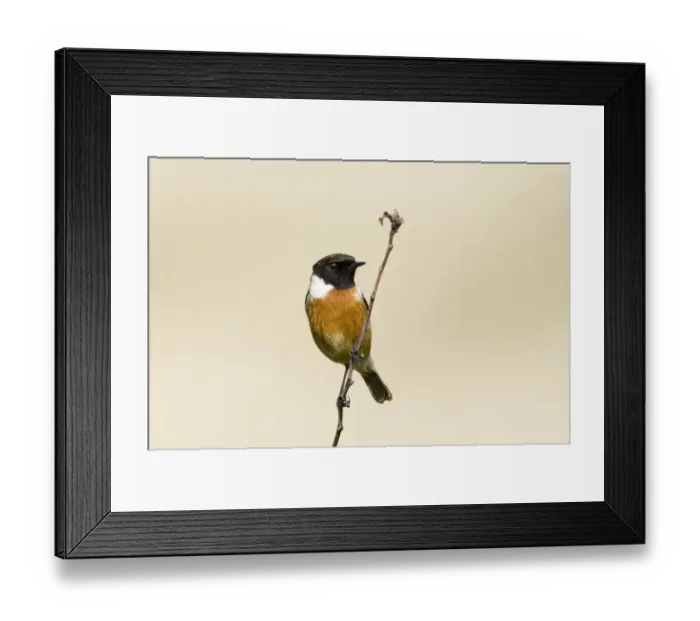 Framed Print : Stonechat Saxicola torquata male Northumberland spring Framed Print : Stonechat Saxicola torquata male Northumberland spring