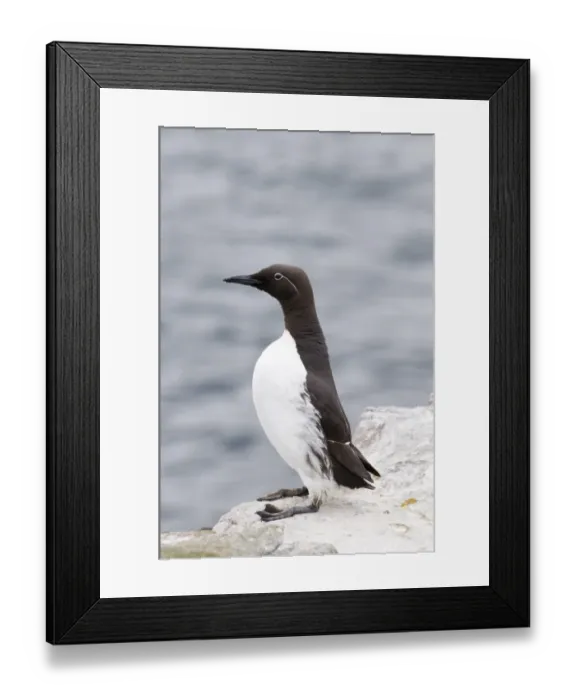 Framed Print : Guillemot Uria aalge (Bridled) Inner Farne Farne Islands Northumberland spring Framed Print : Guillemot Uria aalge (Bridled) Inner Farne Farne Islands Northumberland spring