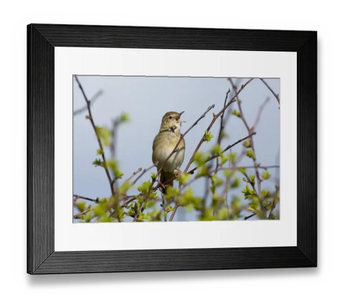 Framed Print : Grasshopper Warbler Locustella naevia reeling Northumberland May Framed Print : Grasshopper Warbler Locustella naevia reeling Northumberland May