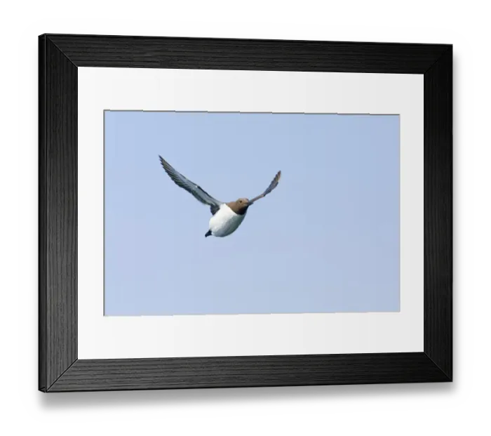 Framed Print : Guilemot Uria aalge Northumberland spring UK Framed Print : Guilemot Uria aalge Northumberland spring UK
