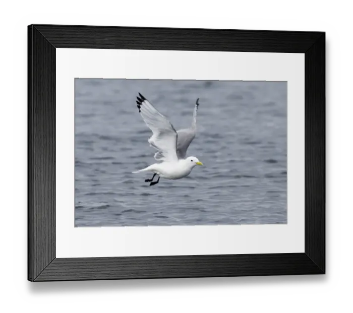 Framed Print : Kittiwake Rissa tridactyla Inner Farne farne Islands Northumberland summer Framed Print : Kittiwake Rissa tridactyla Inner Farne farne Islands Northumberland summer