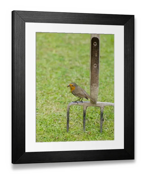 Framed Print : Robin erithacus rubecula in garden spring UK Framed Print : Robin erithacus rubecula in garden spring UK