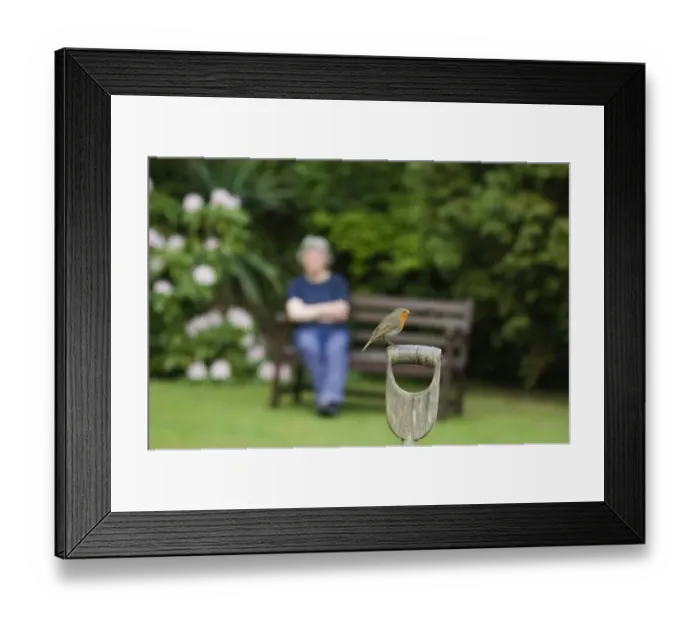 Framed Print : Robin Erithacus rubecula perched on fork handle in garden Kent UK spring Framed Print : Robin Erithacus rubecula perched on fork handle in garden Kent UK spring