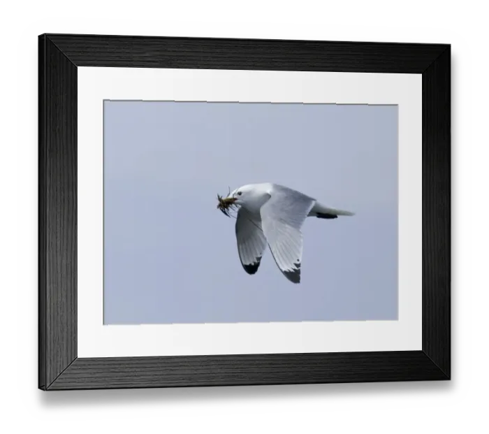 Framed Print : Kittiwake Rissa tridactyla carrying nest material land Inner Farne farne Islands Framed Print : Kittiwake Rissa tridactyla carrying nest material land Inner Farne farne Islands