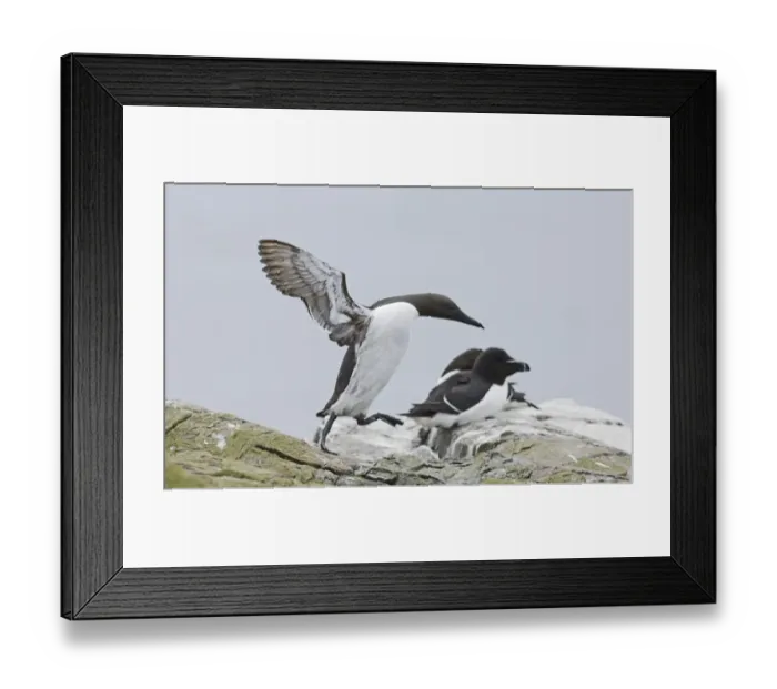 Framed Print : Guillemot Uria aalge coming in to land Inner Farne Farne Islands Northumberland spring Framed Print : Guillemot Uria aalge coming in to land Inner Farne Farne Islands Northumberland spring