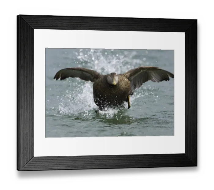 Framed Print : Eider Somateria mollissima female taking off Northumberland spring Framed Print : Eider Somateria mollissima female taking off Northumberland spring