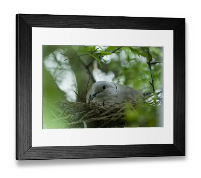 Framed Print : Collared Dove Streptopelia decaocto on nest in garden UK summer Framed Print : Collared Dove Streptopelia decaocto on nest in garden UK summer